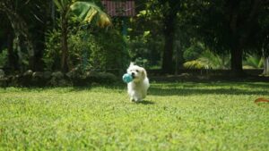 a small white dog holding a blue ball in its mouth running across lawn