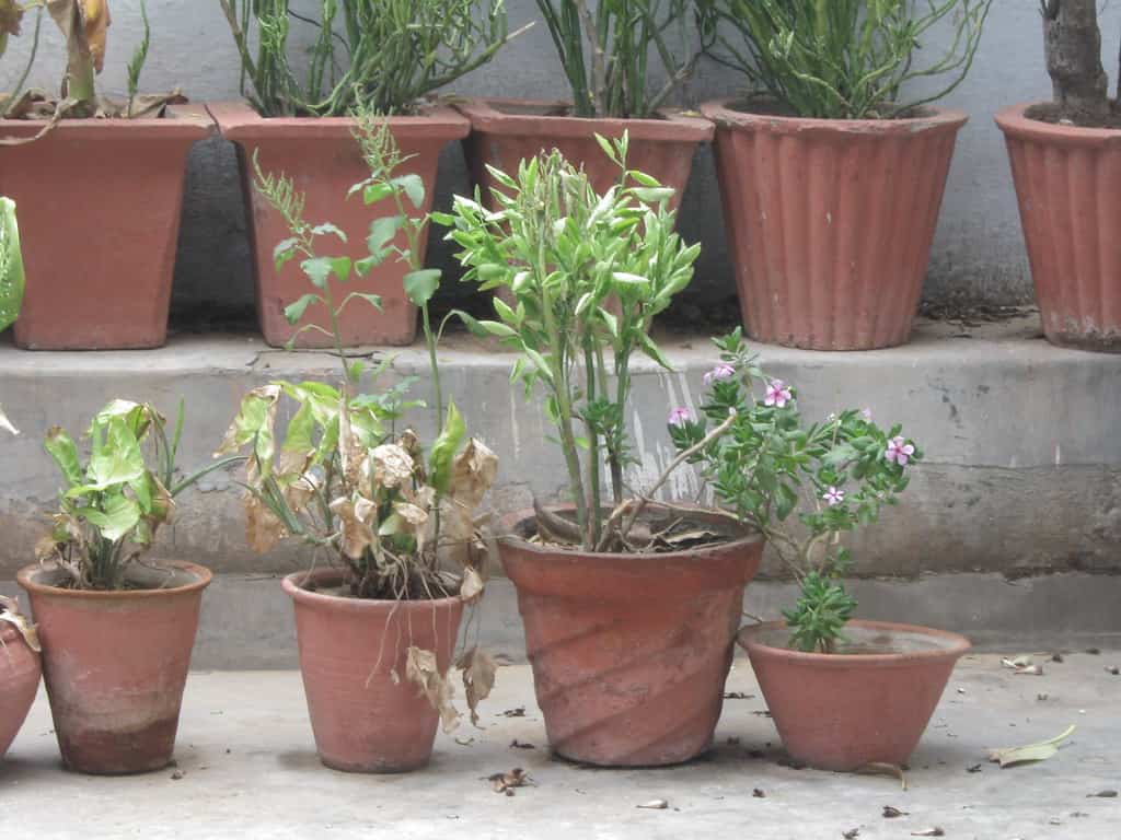 Dying Plants in Pots