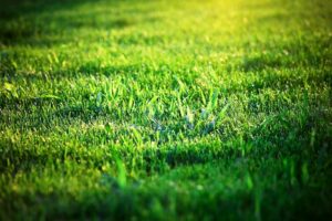 Thick Lush Lawn Green grass