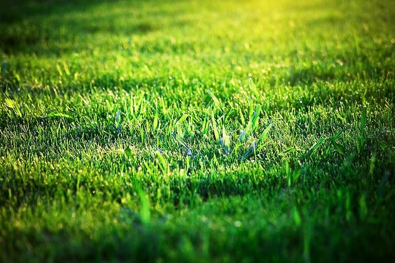 Thick Lush Lawn Green grass